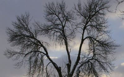 Winterizing Trees – Tree Services