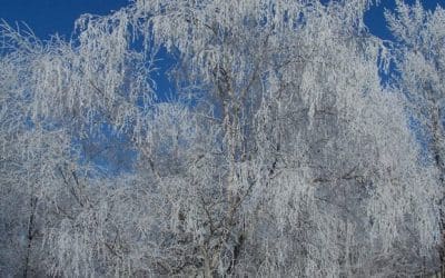 5 Aspects of Winter Pruning – Tree Services