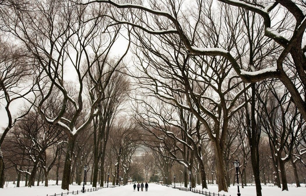 In the Treetops, a Winter Gift – The New York Times