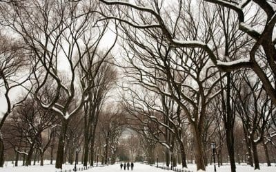 In the Treetops, a Winter Gift – The New York Times