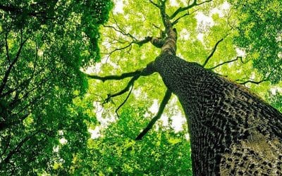 We’re a full service tree care and tree removal company founded on the principle that if we work hard, treat our customers fairly, and conduct our business with integrity, we will succeed. #trees #arborist #treecare #treeremoval #treestagram