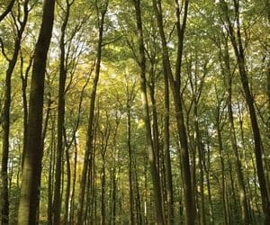 The Extreme Complications Of Tree Removal – Tree Services