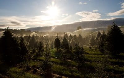 Prepping Trees for Winter Weather – Tree Services