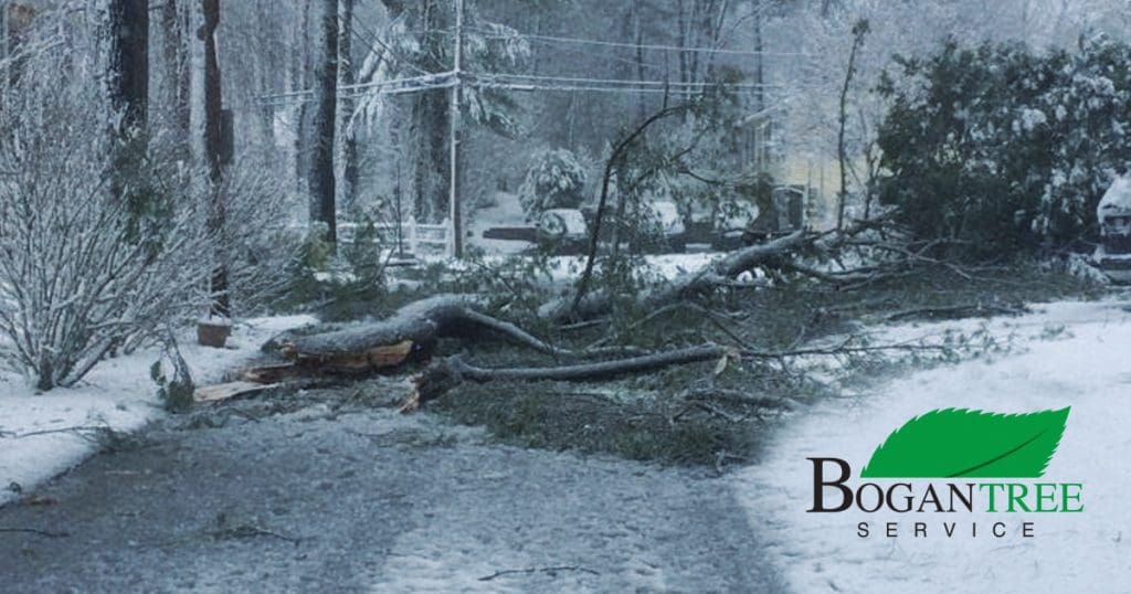 Fallen Tree