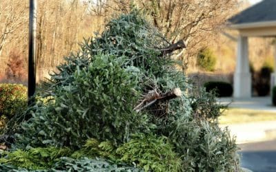 8 Uses for your Tree After Christmas