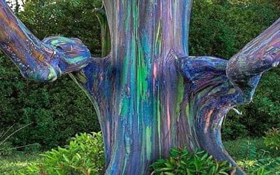Some Facts About The Beautiful ‘Rainbow Tree’