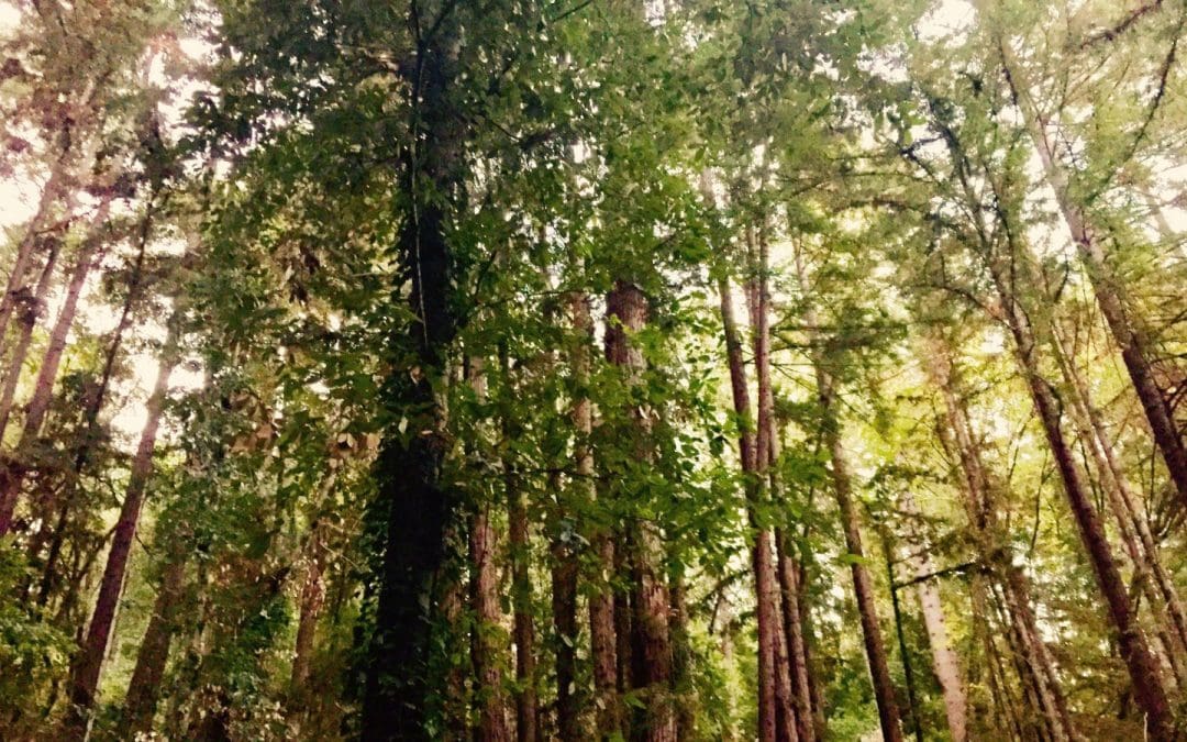 A biologist believes that trees speak a language we can learn — Quartz