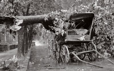 Bogan Tree Service: Serving the South Shore Since…Like Forever