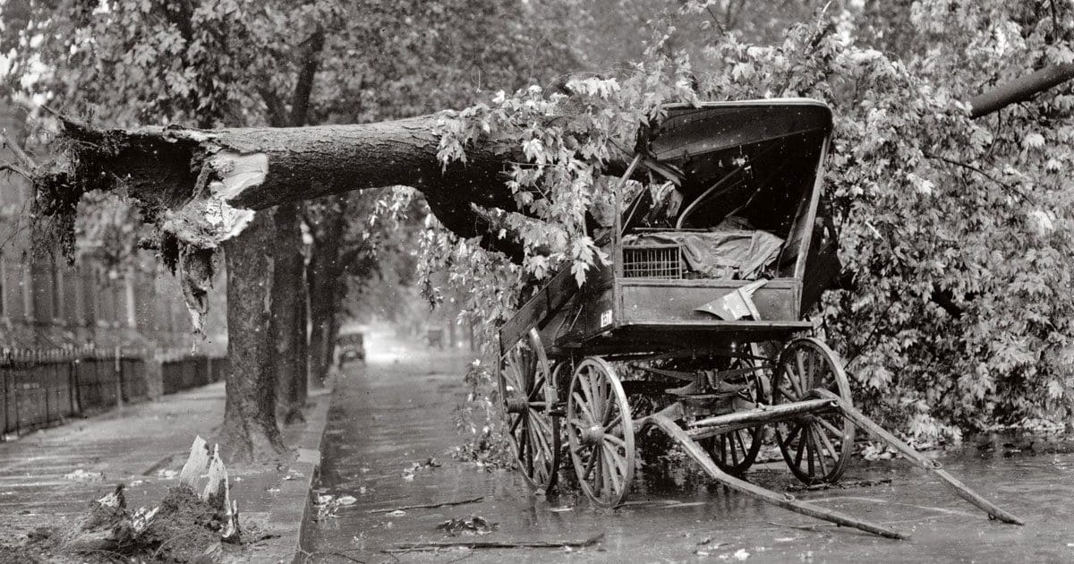 Old Timey Tree Removal Services