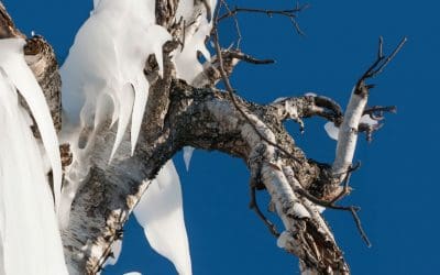 Trees And Ice Storms – Tree Services
