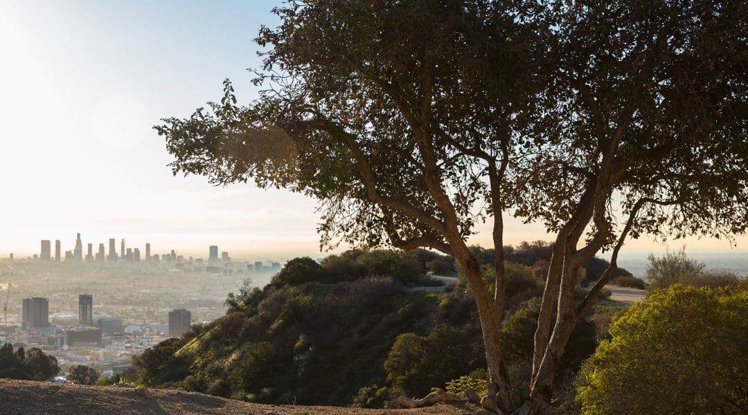 Top 22 Benefits of Trees | TreePeople