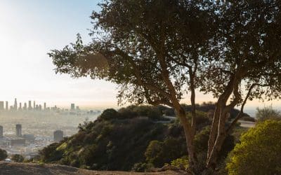 Top 22 Benefits of Trees | TreePeople