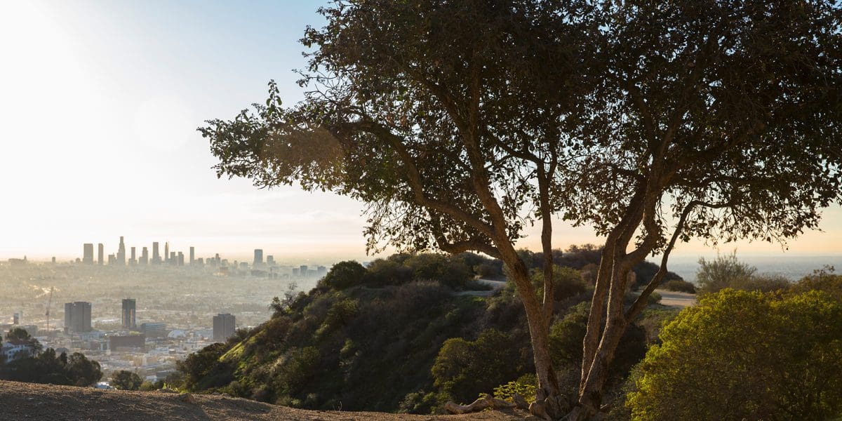 24964790710affc19d37co1200x600 | Bogan Tree Service alt tag24964790710 affc19d37c o 1200x600