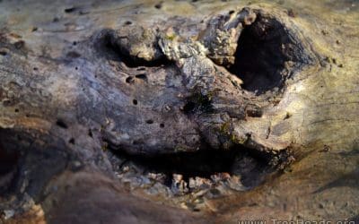 TreeHeads • Arbor Day Blog