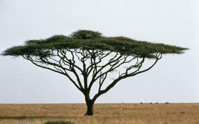 Sacred Roots: Trees in Folklore – American Forests