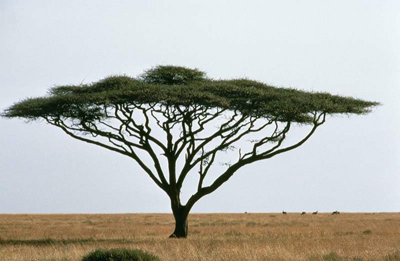 alt tagSacredRoots Acacia Web