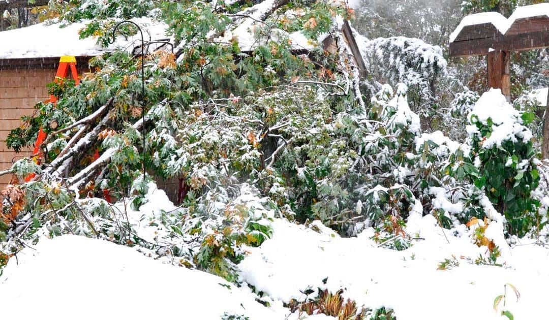 Your Insurance: If a neighbor’s tree falls in my yard, who covers it? | Shawnee Mission Post