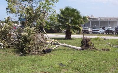 Are Uprooted Trees Predictable? – Tree Services