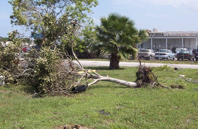 tree removal service, trees removal services, uprooted tree