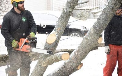Challenges Of Tree Work: During And After Winter Storms – Tree Services