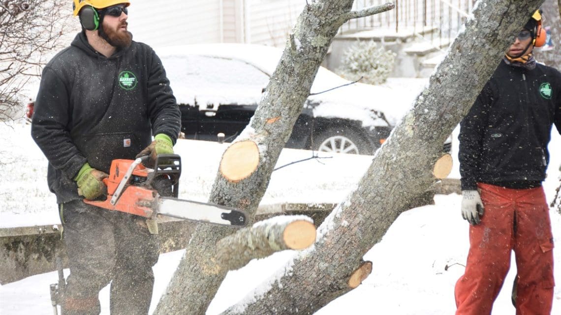 tree removal service, trees removal services, winter tree care