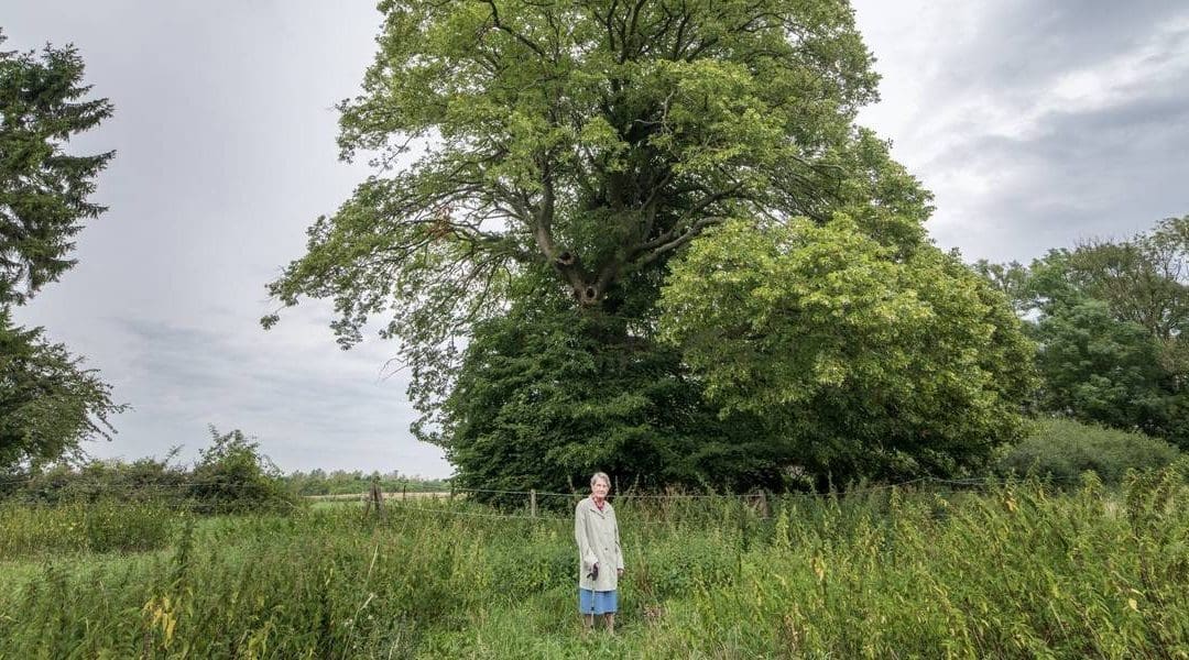 13 of Europe’s most fascinating trees : TreeHugger