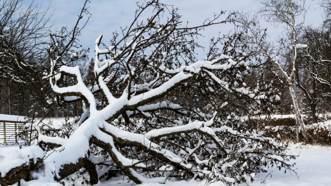 Look Out! Detecting and Preventing Hazardous Trees • Arbor Day Blog