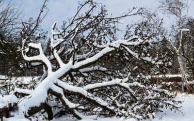 Look Out! Detecting and Preventing Hazardous Trees • Arbor Day Blog
