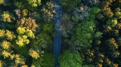 These drones plant trees by firing seed pods at the ground | Popular Science