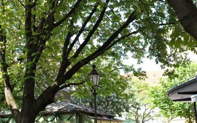 Connecticut Garden Journal: Throwing Shade | Connecticut Public Radio