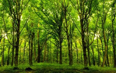 Talking Trees – Woodland Trust