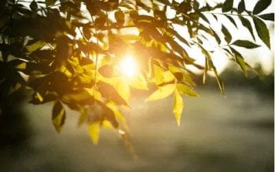 Study: Being around trees and other greenery may help teens stave off depression – The Washington Post