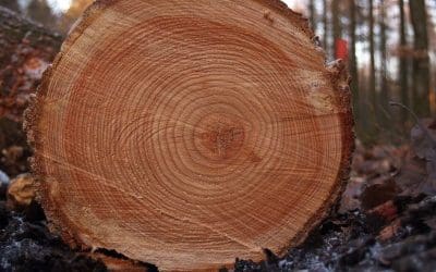 Tree rings reveal our past — and our future | MNN – Mother Nature Network