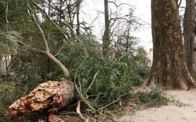 Tree likely planted by George Washington felled by recent storm | MNN – Mother Nature Network