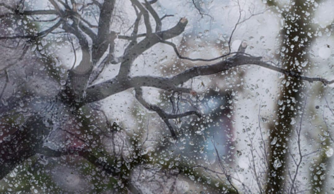 Emergency Tree Care Services When Storm Damage Strikes