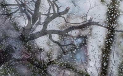 Emergency Tree Care Services When Storm Damage Strikes