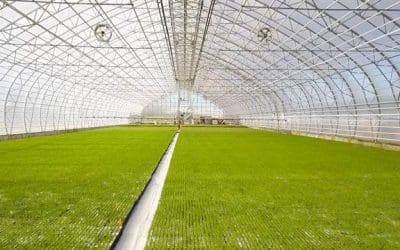 Iceland Is Growing New Forests for the First Time in 1,000 Years