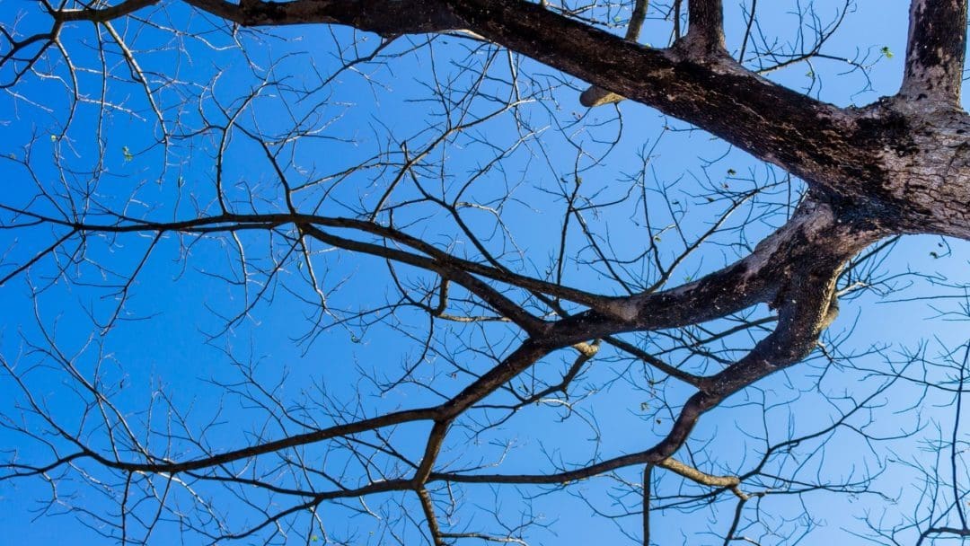 Caring for Your Trees After a Heavy Snowfall • Arbor Day Blog