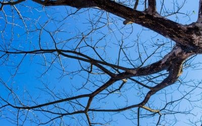 Caring for Your Trees After a Heavy Snowfall • Arbor Day Blog