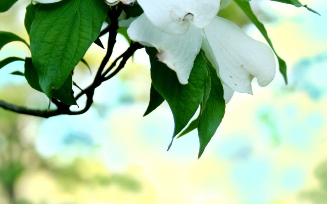 Pros and cons of small trees | Garden Scene | thereflector.com