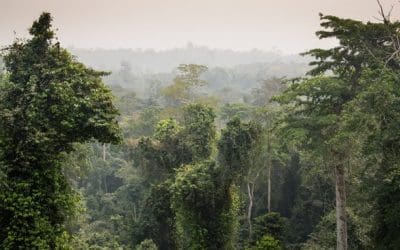 Old Trees Are Ecosystem Gold – Scientific American