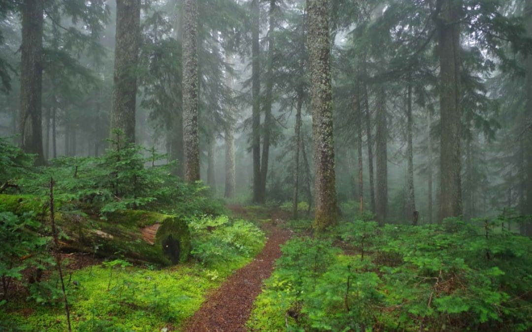 Ten things you can do to help our National Forests – National Forest Foundation