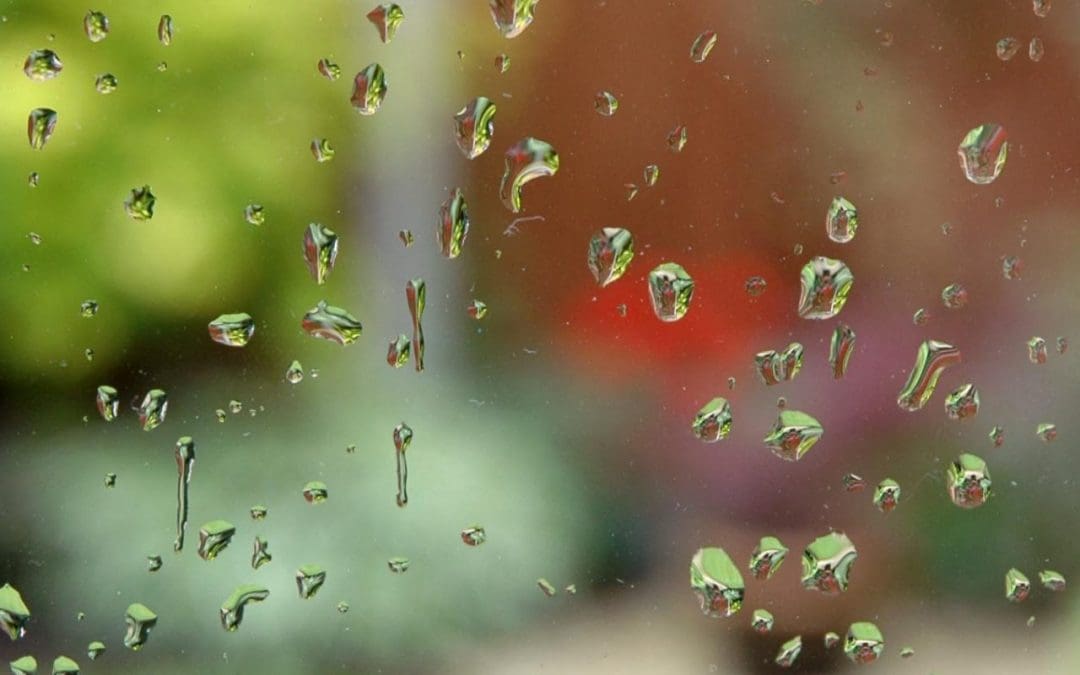 How to Create an Effective Rain Garden | Habitat Network