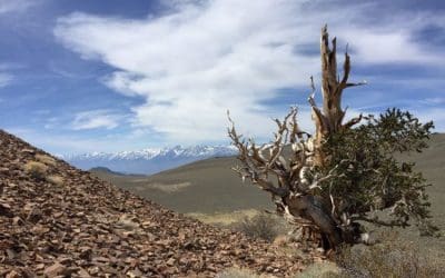 Tree Profile: Bristlecone Pine – National Forest Foundation