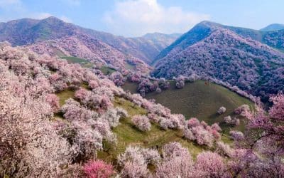 10 beautiful surreal forests fit for a fairy tale | TreeHugger