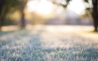 4 Things You Should Know About Lawn Care • Arbor Day Blog