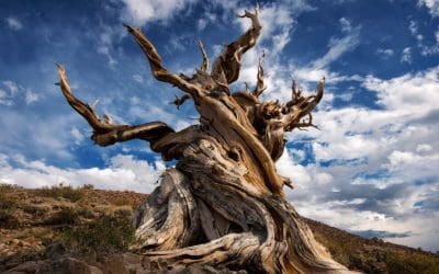 Scientists Still Can’t Decide How to Define a Tree – The Atlantic