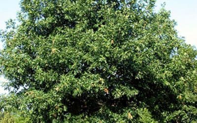 Selecting Trees for Your Yard | Better Homes & Gardens