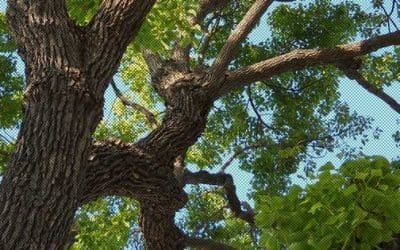 The value of a tree very well may not be its timber | Abilene Reporter News