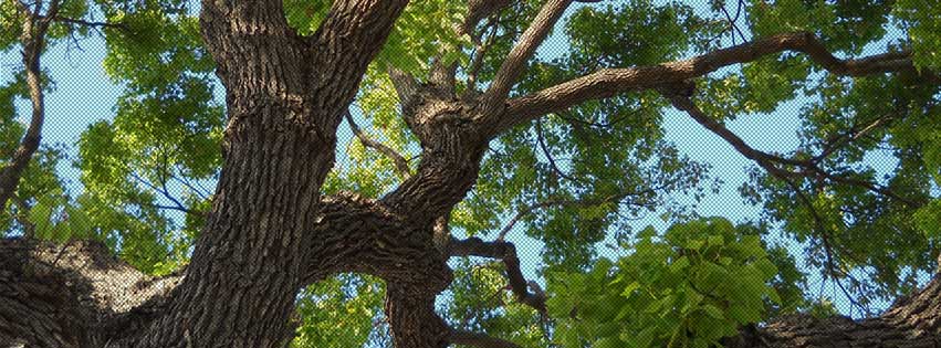 tree care